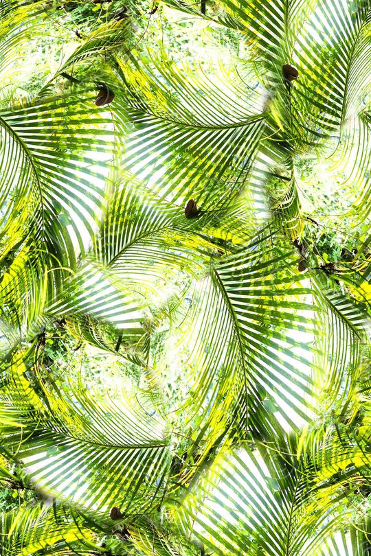 棕榈叶印花华亿平台图片