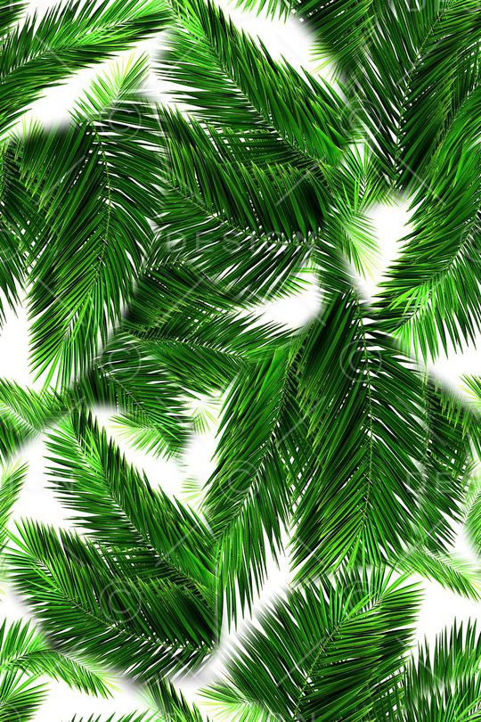 棕榈叶印花华亿平台图片