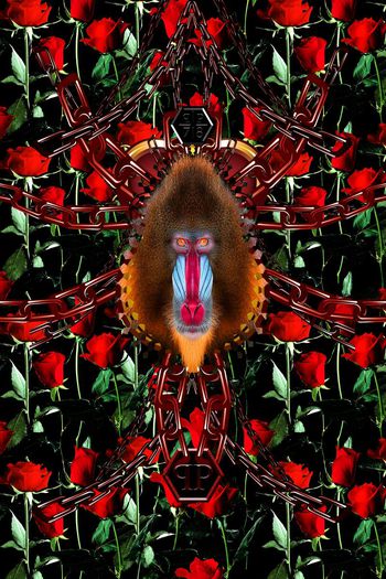 663442-玫瑰花-狒狒