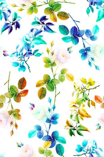 663854-彩花玫瑰花朵07829c