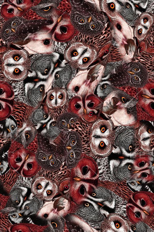 猫头鹰印花华亿平台图片