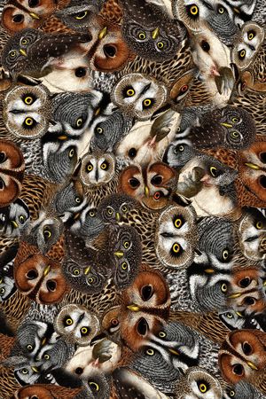 猫头鹰印花华亿平台图片