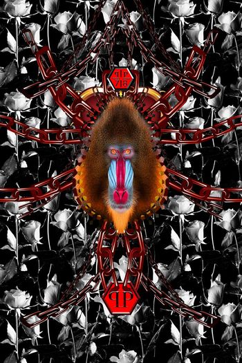 664107-玫瑰花-狒狒-黑