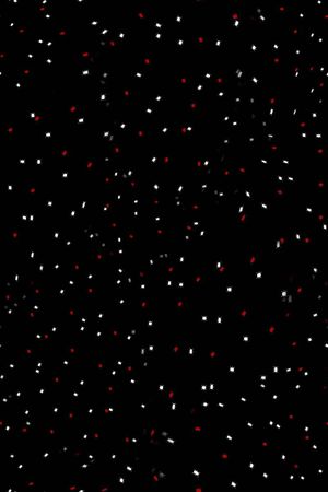 蟑螂印花华亿平台图片