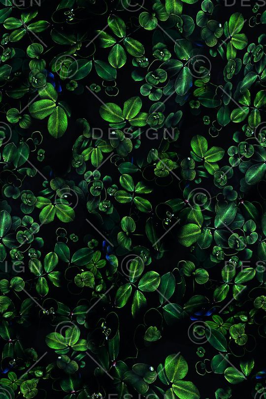 四叶草印花华亿平台图片