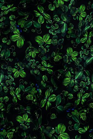 四叶草印花华亿平台图片