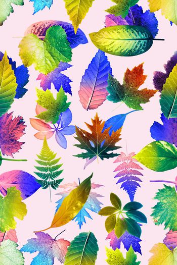 664906-热带秋叶07827d