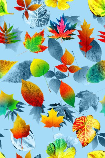 664959-热带秋叶07829b