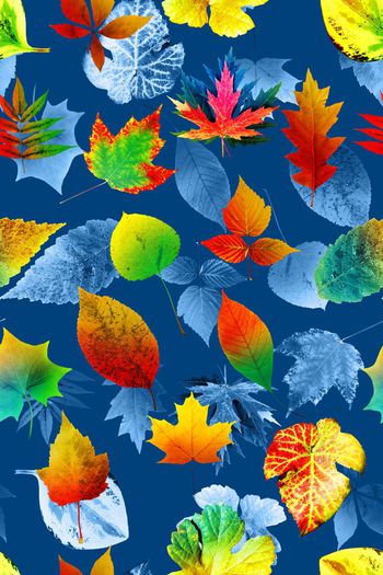 664960-热带秋叶07829c