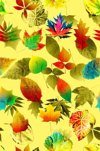 664961-热带秋叶07829d