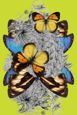 树林印花华亿平台图片