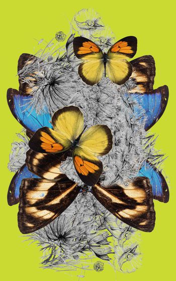 树林印花华亿平台图片