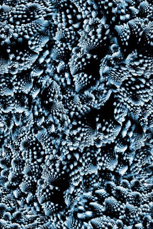 贝壳印花华亿平台图片