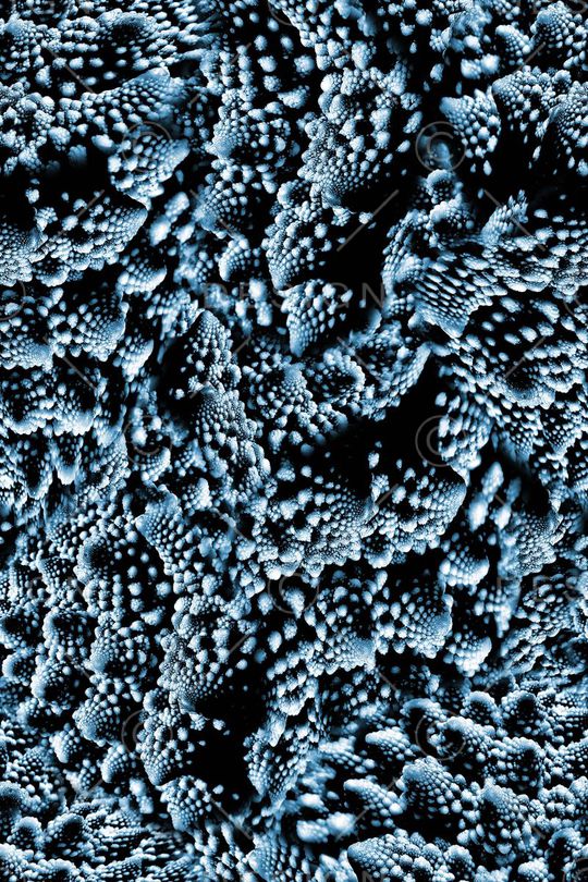 贝壳印花华亿平台图片