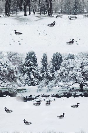 树林印花华亿平台图片