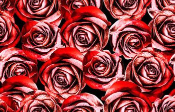 665993-大朵玫瑰花2