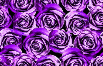 665994-大朵玫瑰花3