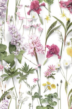 玫瑰印花华亿平台图片