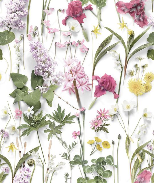 玫瑰印花华亿平台图片