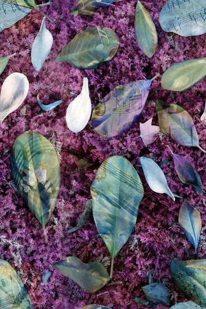 青舞-花卉印花华亿平台图片