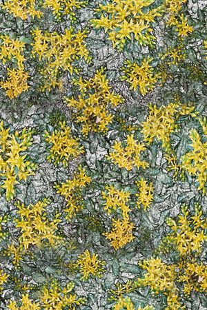 青舞-女装印花华亿平台图片