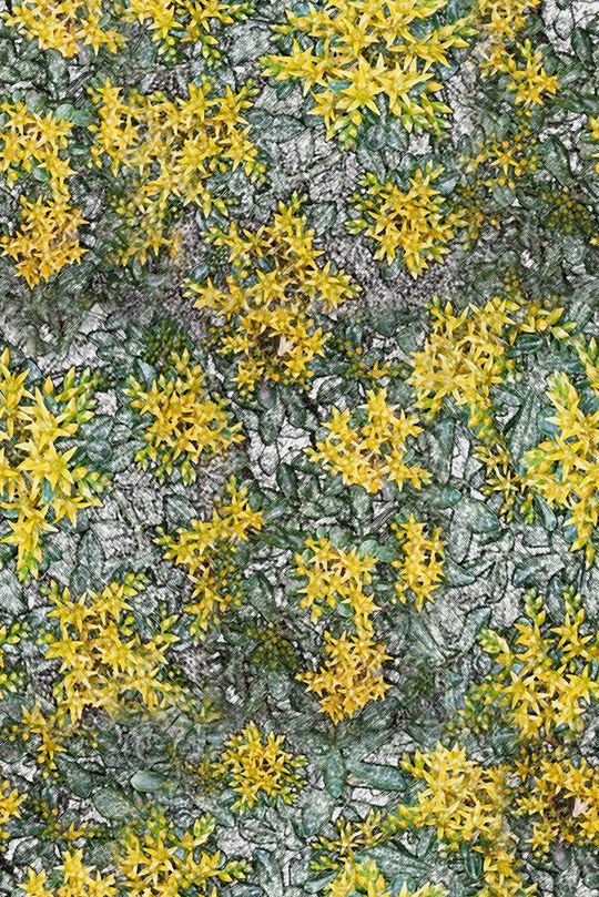 青舞-女装印花华亿平台图片