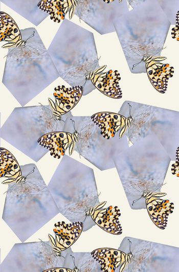 翅膀印花华亿平台图片