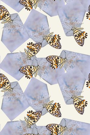 翅膀印花华亿平台图片