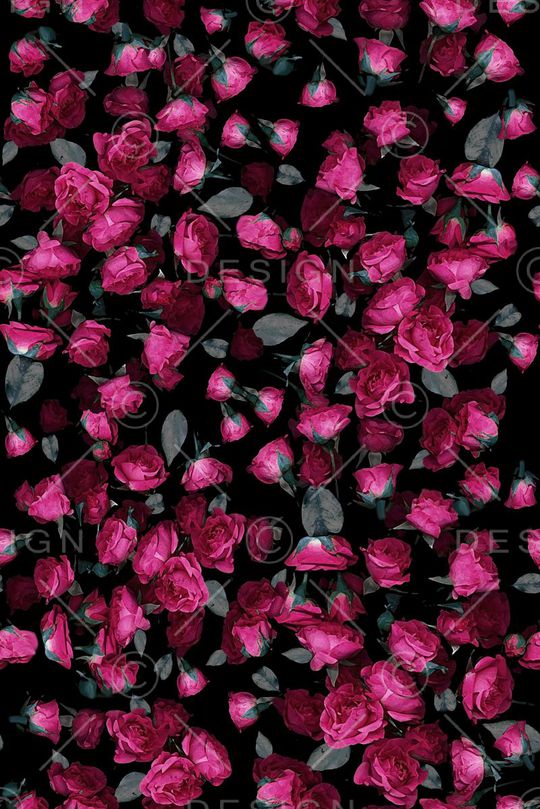 红玫瑰印花华亿平台图片