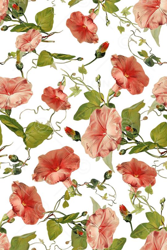 牵牛花印花华亿平台图片