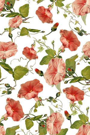 牵牛花印花华亿平台图片