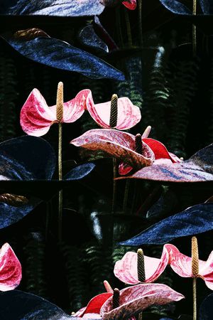 红掌印花华亿平台图片