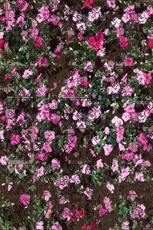 青舞-花卉印花华亿平台图片