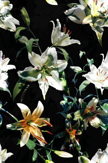 669039-时尚百合花花卉