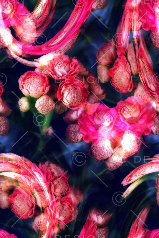 红色长寿花印花华亿平台图片