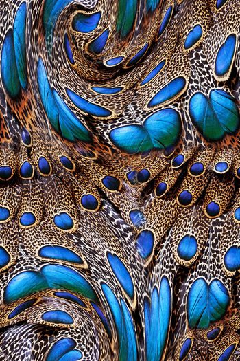 动物纹印花华亿平台图片