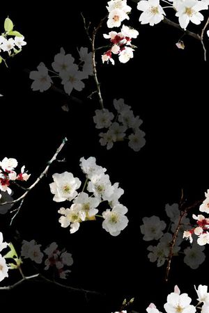 莫妮卡-女装华亿平台印花华亿平台图片