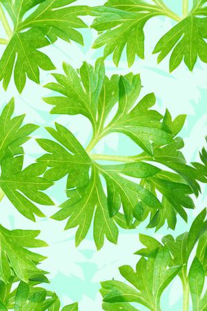 时尚潮流清爽女装清爽印花印花华亿平台图片