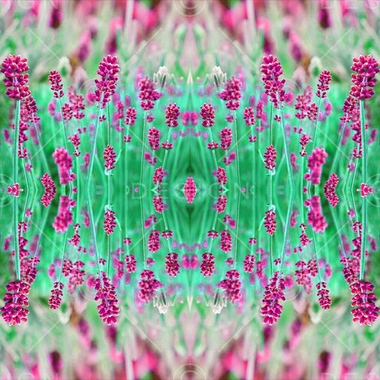 薰衣草印花华亿平台图片