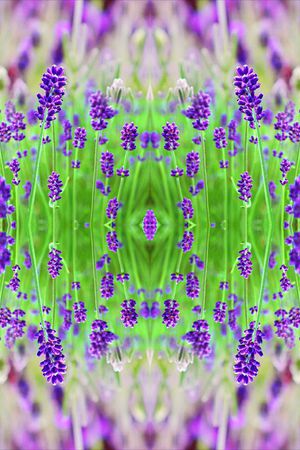 薰衣草印花华亿平台图片