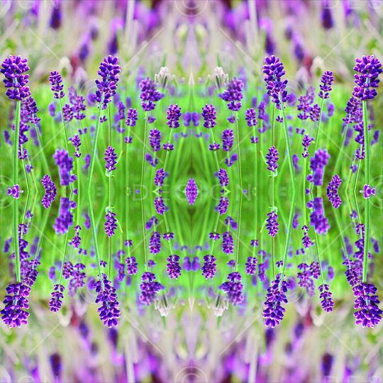 薰衣草印花华亿平台图片