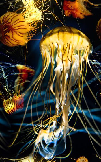 时尚数码华亿平台印花华亿平台图片