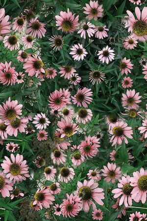 雏菊印花华亿平台图片