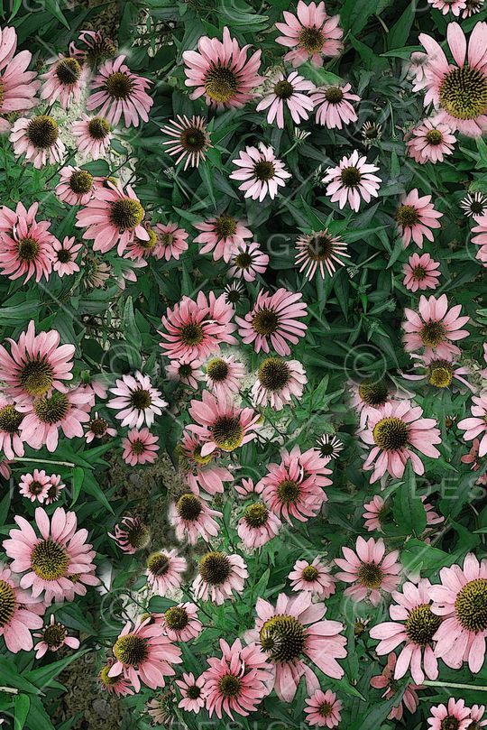 雏菊印花华亿平台图片