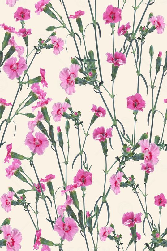 康乃馨印花华亿平台图片