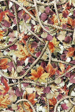 枫叶印花华亿平台图片