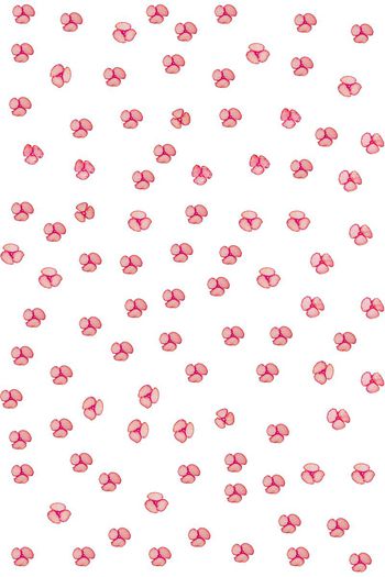 675965-花8白色底