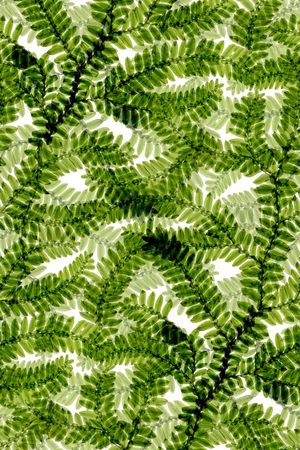 女装裤印花华亿平台图片