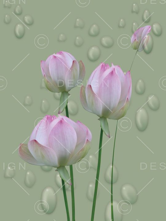 莲花印花华亿平台图片