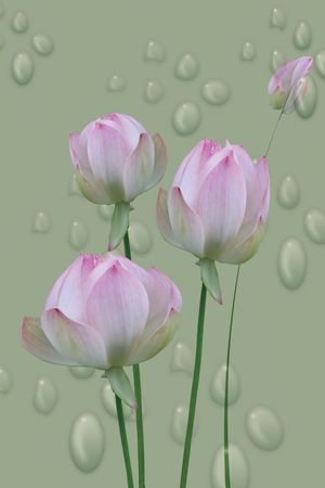 莲花印花华亿平台图片